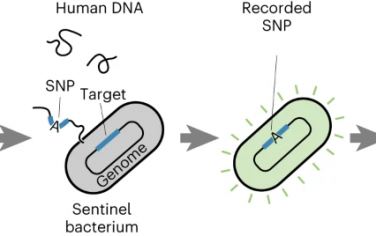 Nature Chemical Biology：哨兵细胞被编程为对包括人类序列在内的环境DNA做出反应