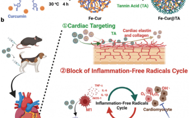 Adv. Mater：靶向心脏的纳米酶可阻断心肌梗死中的无炎症自由基循环