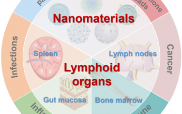 Chem. Soc. Rev：靶向淋巴器官的纳米材料用于对癌症和炎症等疾病进行免疫调节