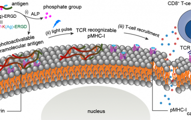 Nano Lett：癌细胞膜上的酶指示光激活超分子抗原用于实现精准可控的T细胞基癌症免疫治疗