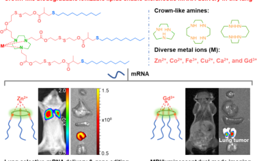 JACS：冠状可生物降解脂质用于实现肺选择性mRNA递送和体内双模态肿瘤成像