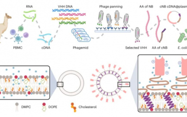 Nature Nanotechnology：嵌合体纳米体修饰的自组装脂质体