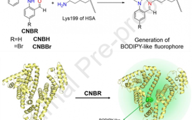 Biomaterials：通过flick反应将白蛋白转化为类BODIPY光敏剂以实现肿瘤积累和光动力治疗