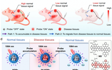 Nat. Commun：NIR-II激发的“关-开-关”荧光纳米探针用于实现灵敏的体内分子成像