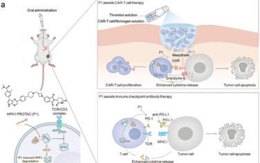 Adv. Mater：口服PROTAC靶向HPK1降解以增强抗实体瘤免疫