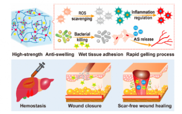 ACS Nano：可注射的抗肿胀和高强度生物活性水凝胶，具有湿粘附和快速凝胶过程，可促进无缝伤口闭合和感染性伤口的无疤痕修复