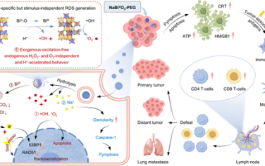 Nat. Commun：铋(V)纳米平台可通过无外部刺激、不依赖H2O2和O2的ROS产生触发癌细胞死亡和抗肿瘤免疫