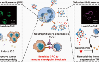 Nano Lett：小分子疗法可通过中性粒细胞微药实现多机制介导的结直肠癌免疫检查点阻断增敏