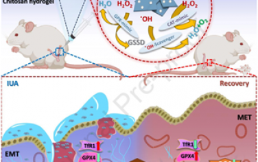 Biomaterials：靶向ROS-铁死亡通路的Ru单原子纳米酶可增强子宫内膜再生以治疗宫内粘连