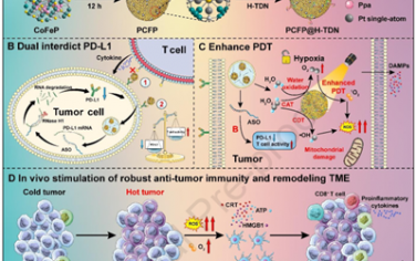  Biomaterials：双功能级联单原子纳米酶可双重抑制PD-L1和调节乏氧以增强光动力-免疫治疗