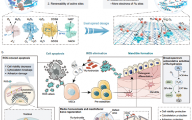Nat. Commun：仿生人工抗氧化酶用于实现高效的氧化还原稳态和颌面骨再生