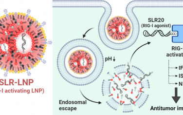 ACS Nano：纳米粒子维甲酸诱导基因I激动剂用于癌症免疫治疗