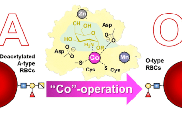 ACS Catal：钴在α-半乳糖胺酶催化切断血型抗原反应中的辅酶作用