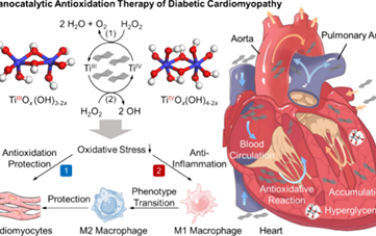 JACS：具有催化抗氧化活性的TiOx(OH)4−2x纳米片用于缓解糖尿病性心肌病的氧化损伤