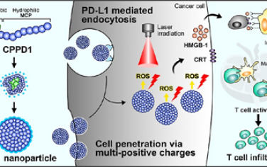 ACS Nano：类细胞穿透肽抗PD-L1肽偶联物基自组装纳米粒子用于免疫原性光动力治疗