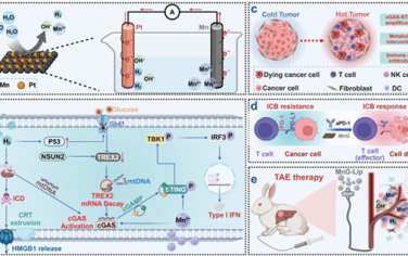 Adv. Mater：锰原电池可干预肿瘤代谢以增强cGAS-STING激活和实现双向协同的氢-免疫治疗