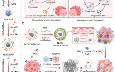 Adv. Mater：双功能溶酶体靶向嵌合体纳米平台用于肿瘤选择性蛋白降解和增强癌症免疫治疗