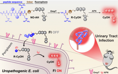 Angew：细菌特异性分子探针用于体内尿路感染的局部显像