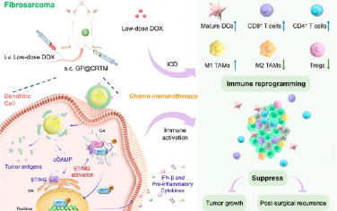 ACS Nano：干扰素基因激活的仿生树突状细胞纳米疫苗可作为化疗助推器增强纤维肉瘤治疗