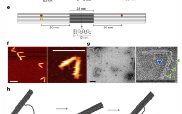 Nature Nanotechnology：一个有节奏的脉冲叶片弹簧DNA折纸纳米引擎驱动被动跟随器