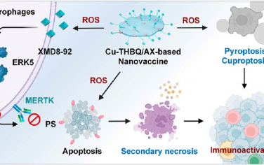 ACS Nano：MOF基纳米疫苗可通过阻碍巨噬细胞的胞葬和促进癌细胞焦亡-铜死亡以缓解免疫抑制性肿瘤