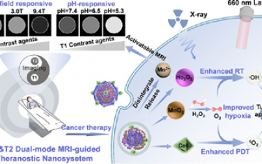 ACS Nano：生物矿化合成HoMn纳米颗粒用于超高场定制和T1-T2双模态MRI引导的癌症诊疗