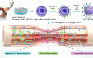 ACS Nano：鹿角芽基祖细胞的工程化细胞外囊泡用于治疗脊髓损伤