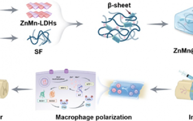 ACS Nano：生物活性ZnMn@SF水凝胶可扩增巨噬细胞中的金属调节蛋白以修复脊髓损伤