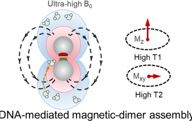 Nano Lett：DNA介导的磁-二聚体组装用于对肿瘤进行无错超高场磁共振成像