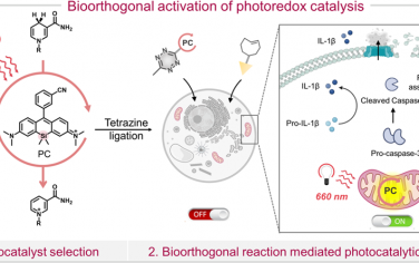 JACS：生物正交活化的深红光氧化还原催化可诱导焦亡