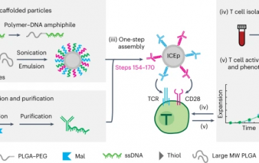 Nature Protocols：PLGA颗粒的精确表面功能化用于人类T细胞调节