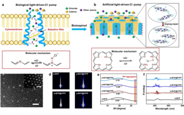 Nat. Commun.：具有螺旋卟啉通道的生物激励光驱动氯离子泵