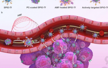 Biomaterials：通过体内AMF刺激增强转铁蛋白功能化磁性纳米颗粒的肿瘤靶向性能