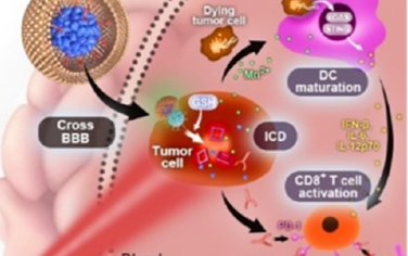 ACS Nano：小胶质细胞膜仿生纳米平台可介导肿瘤微环境重塑以增强胶质母细胞瘤免疫治疗