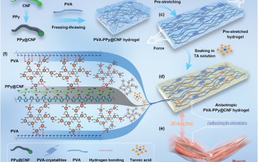 AFM：用于多向应变传感器和可植入生物电子学的肌肉激励的坚固各向异性纤维素导电水凝胶