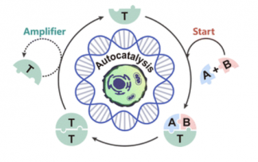 Chem. Soc. Rev.：自催化DNA回路