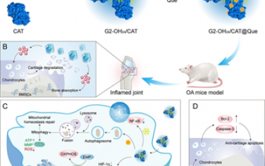 Biomaterials：递送蛋白/药物的生物活性磷树状大分子可通过协同重编程巨噬细胞治疗骨关节炎