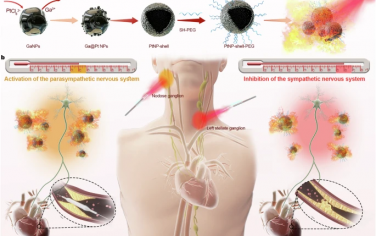 Nature Communications：具有高NIR-II光热转换效率的Pt纳米壳介导对室性心律失常的多模式神经调控