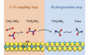 AEM：Cu单原子和MoS2边缘协同电催化NO3-和CO2串联还原制备尿素
