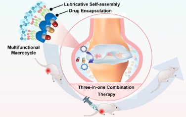 ACS Nano：超分子三合一：具有润滑作用的协同递送系统用于协同治疗晚期骨关节炎