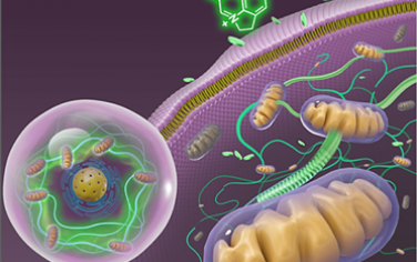 ACS Nano：荧光纳米电缆：天然产物形成的胞内自组装体可实现线粒体的互相连接和同步