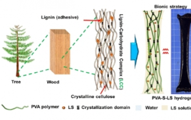 ACS Nano：纳米木质素促进的坚固水凝胶