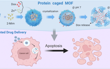 Nano Lett：生物矿化蛋白调控的亲水金属-有机框架用于实现稳定性增强和药物递送