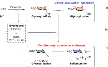 Science Advances：揭示糖基化反应中的促进剂效应和抗衡离子交换的作用