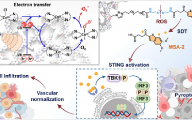 JACS：具有内部电子转移增强催化能力的Wurster型共价有机框架用于肿瘤治疗