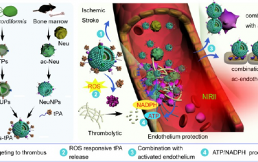 ACS Nano：模拟中性粒细胞的微藻源性上转换光合纳米系统用于靶向治疗血栓栓塞性中风