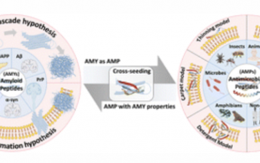 Chem. Soc. Rev.：探索抗菌肽和淀粉样肽之间的病理联系