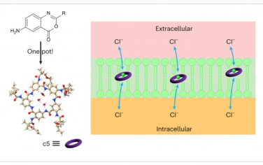 Nature Chemistry：以高亲和力结合阴离子的芳香五酰胺大环实现生物膜中传输