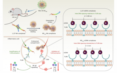 Nature Nanotechnology：合成多肽通过破坏多价TLR9与LL37-DNA束的结合来 抑制自身免疫性疾病中核酸诱导的炎症