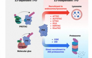 Chem. Soc. Rev.：直接参与溶酶体或蛋白酶体的靶向蛋白质降解